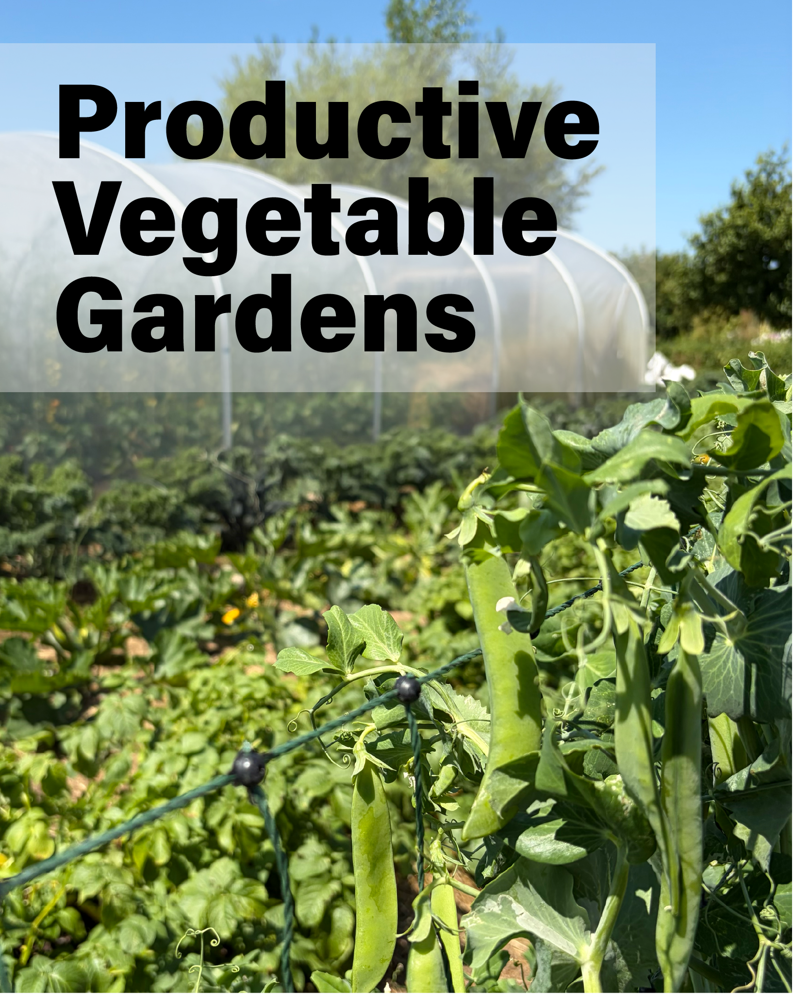 29 August Course | Productive Vegetable Gardens