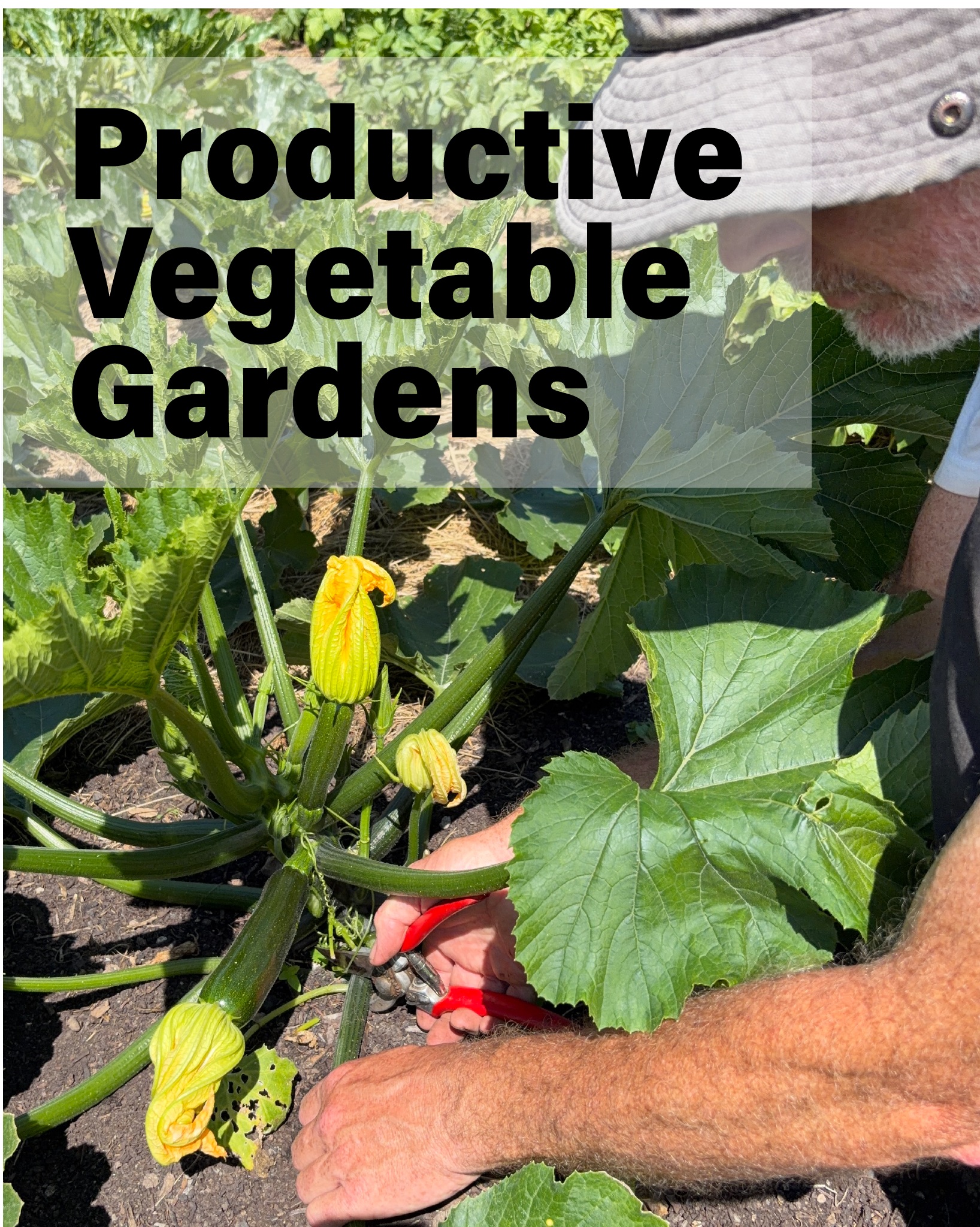 1 August Course | Productive Vegetable Gardens