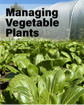 15 August Course | Managing Vegetable Plants