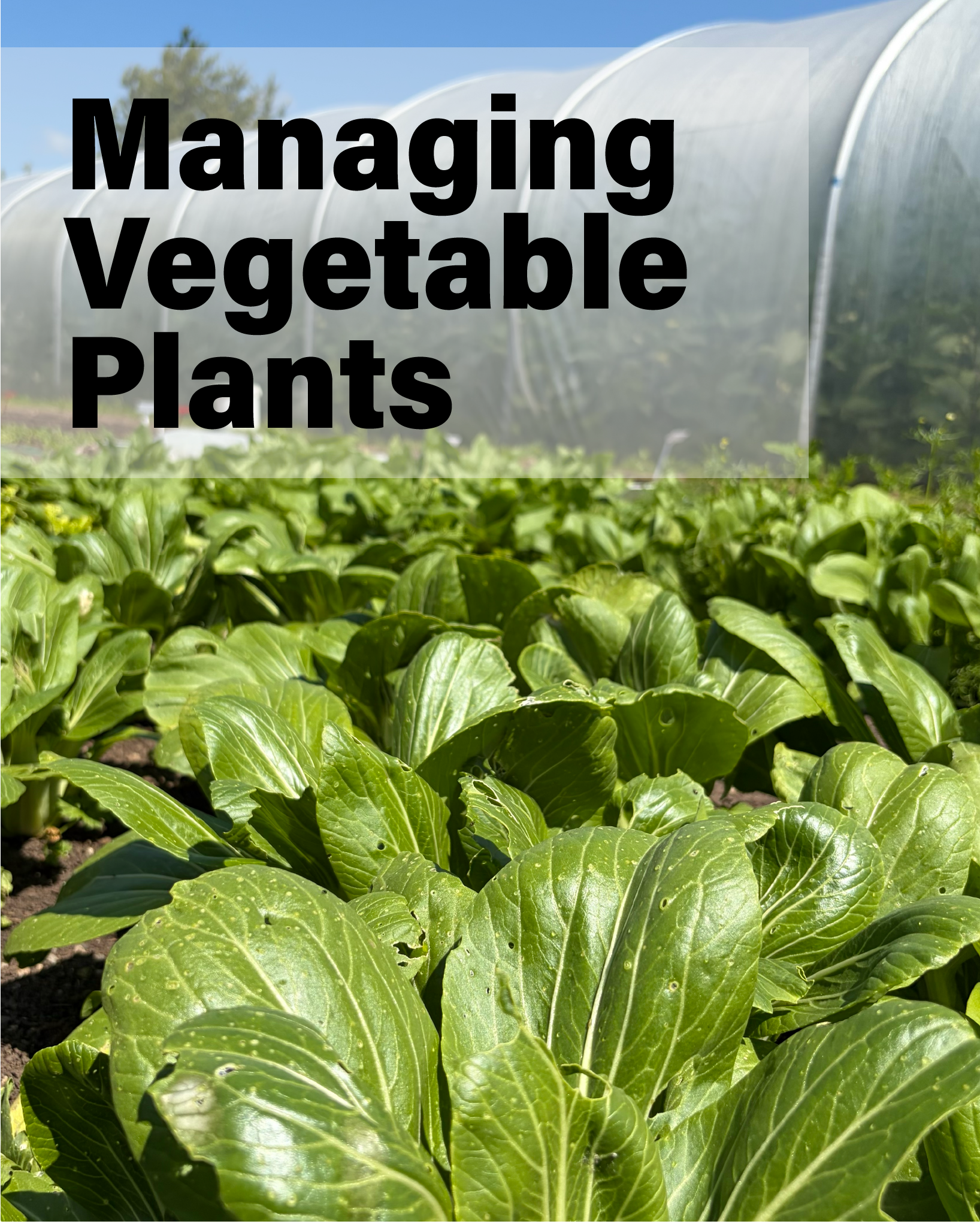 15 August Course | Managing Vegetable Plants